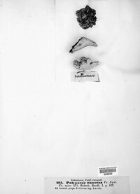 Heterobasidion annosum image